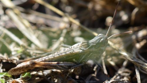 Réf. 327 721 : Chorthippus brunneus brunneus